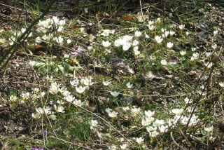 Crocus biflorus 'Miss Vain'Schotse krokus bestellen